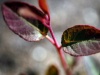 Rebirth