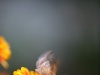 Taking Flight