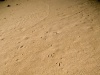 The Mark