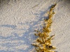 Seaweed Study IV