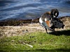 Preening