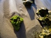 Various Rocks