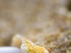 Grained