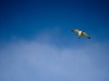 Aloft