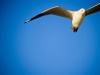Gliding
