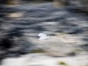 Gull II