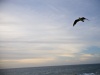 On The Wing II