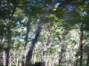 Going Bush