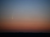 McNaught's Bold