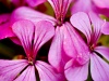 Pretty In Pink