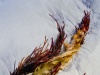 Seaweed Study