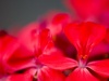 I See Red