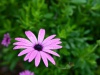 Random Flower