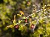 Berry