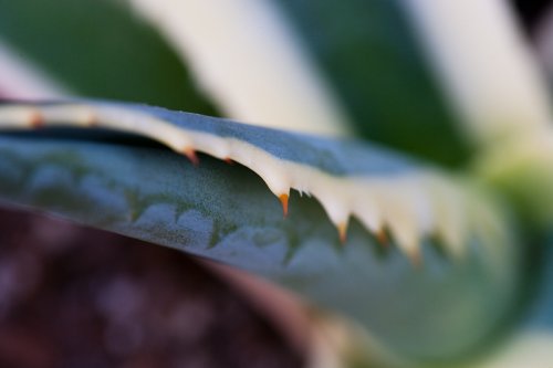 With Teeth