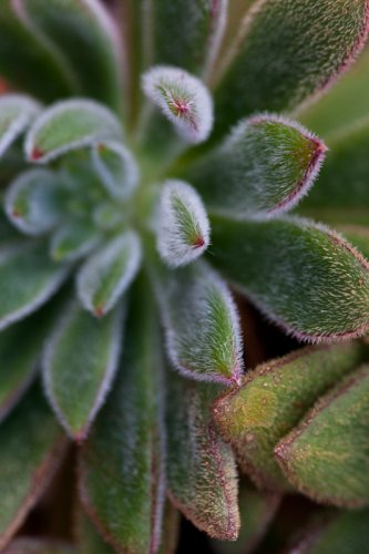 Softly