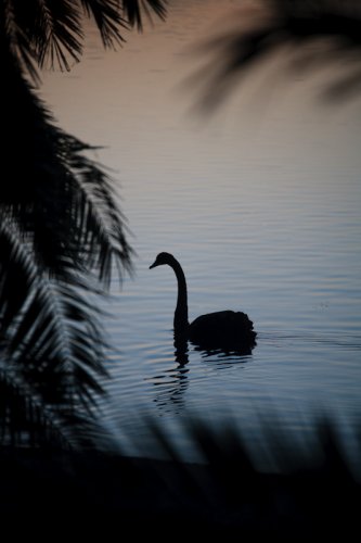 Silent Lucidity