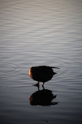 Half a Holy Duck