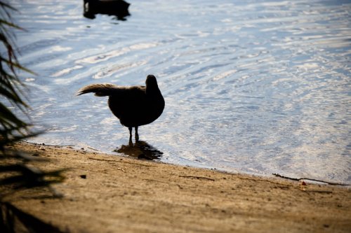 Basking II