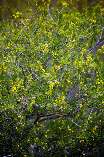 Wattle