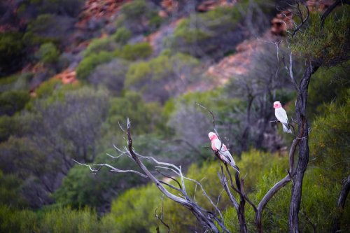 Galah