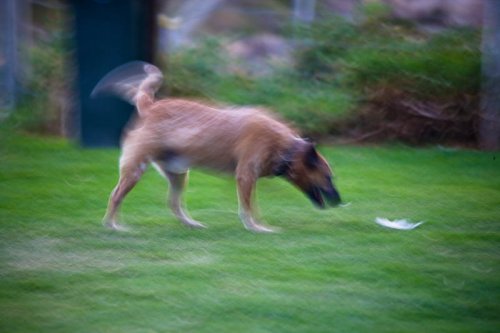 Dog in Motion
