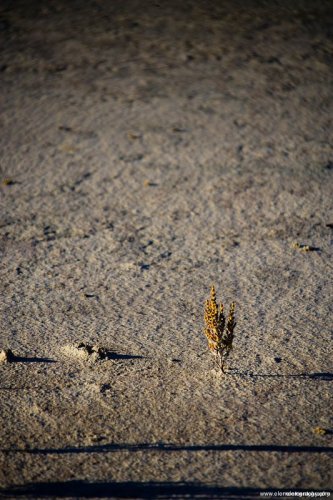 Think I'll Go It Alone