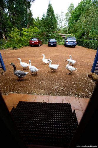 The Geese At Your Door
