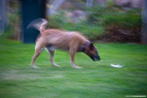 Dog in Motion