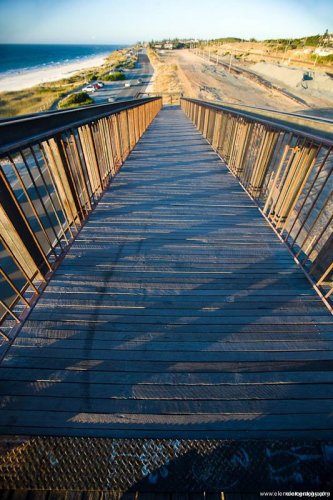 Daisies of the Galaxy