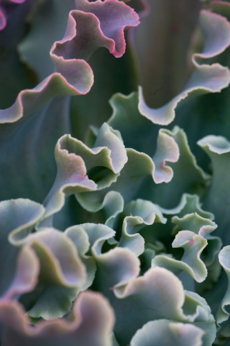 It's Not a Cabbage...