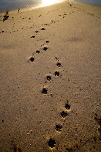 Dogs Asking Questions