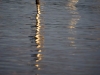 Diffused