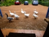 The Geese At Your Door