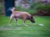 Dog in Motion
