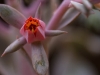 Opening