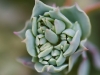 Bunched