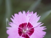Burst
