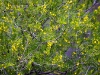 Wattle