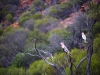 Galah