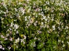 Tiny Specks
